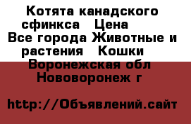 Котята канадского сфинкса › Цена ­ 15 - Все города Животные и растения » Кошки   . Воронежская обл.,Нововоронеж г.